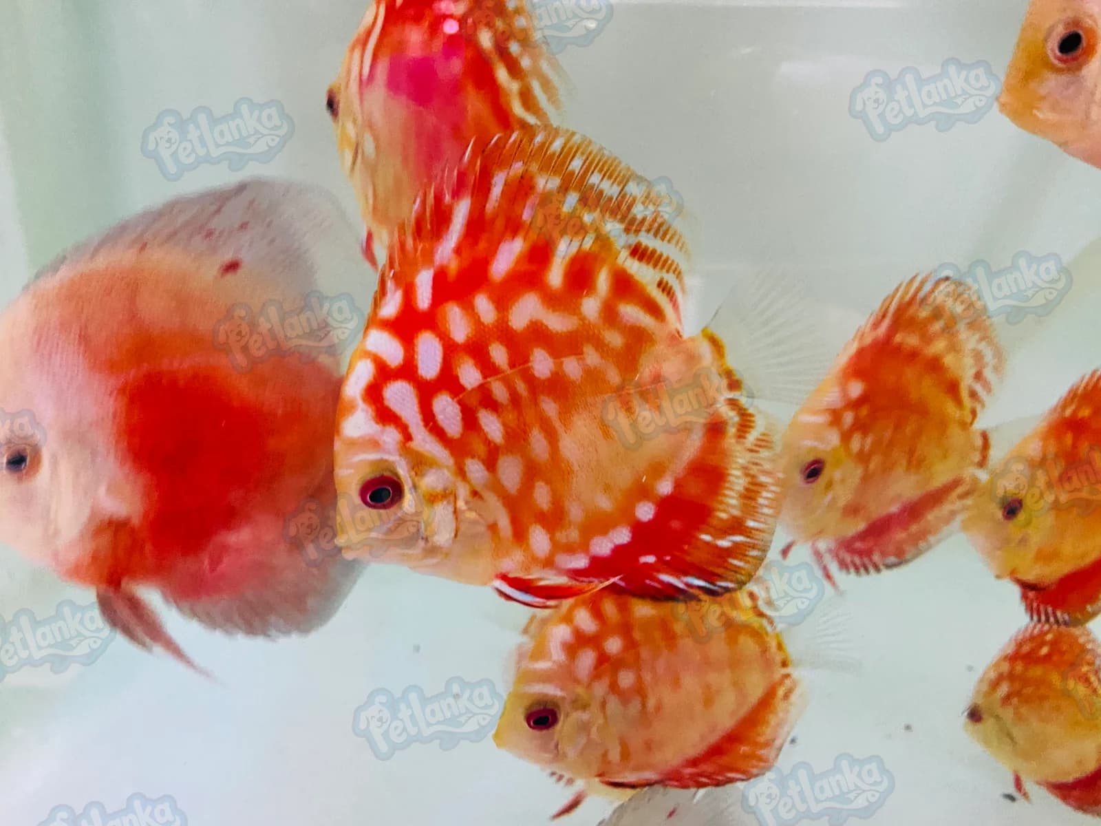 Red Panda Discus