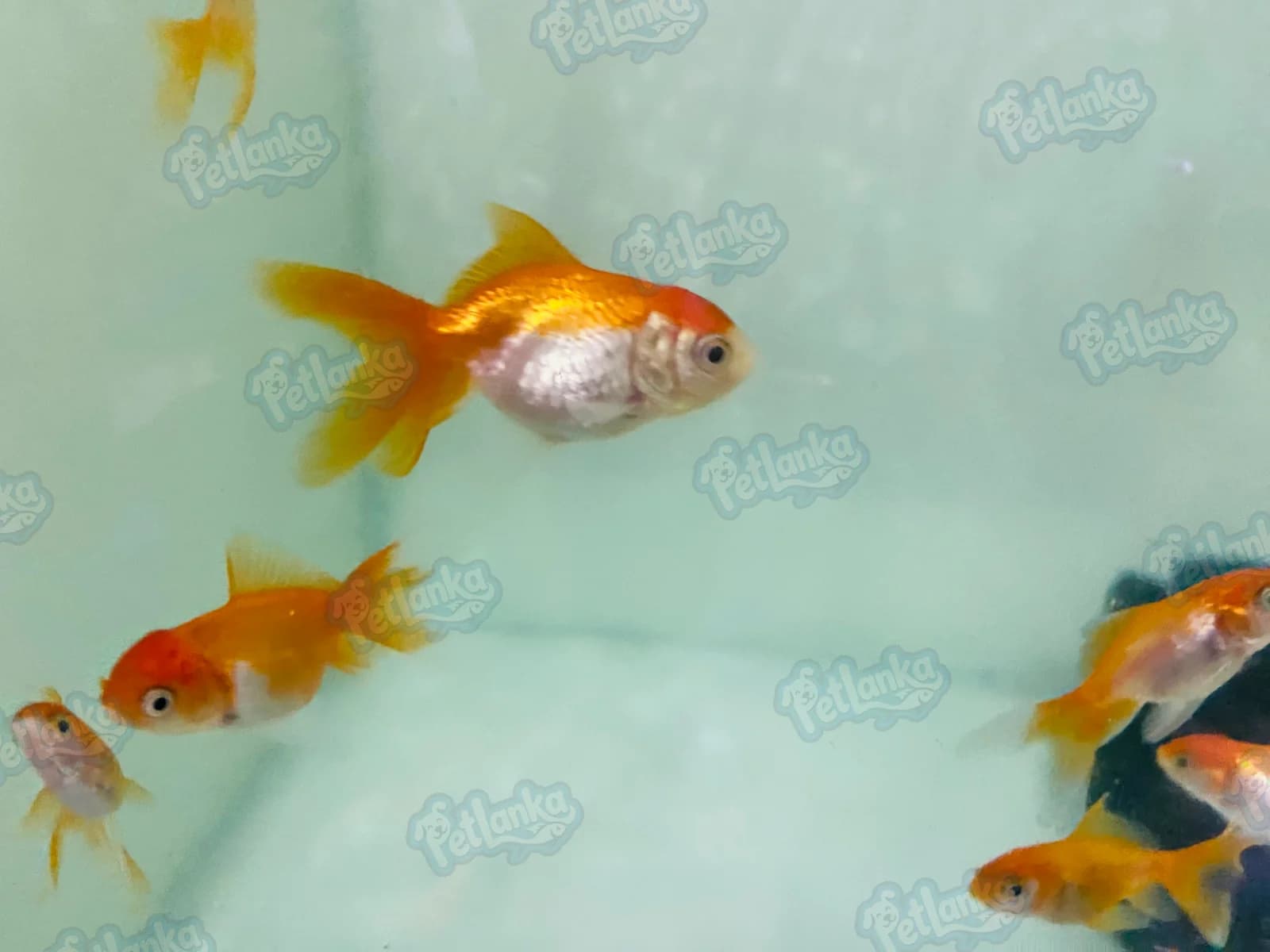 Red Cap Oranda