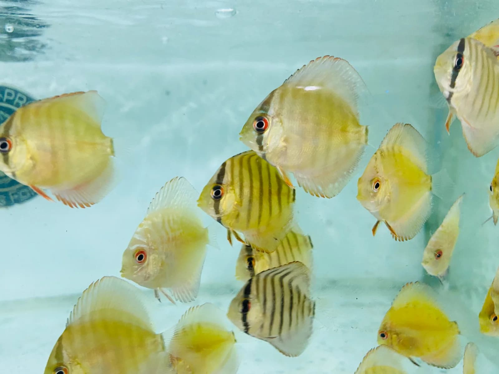 Assorted Discus Fish